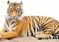 Darwis dan Macan