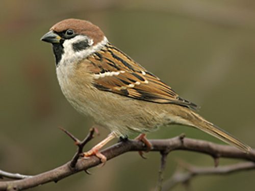 Burung Gereja