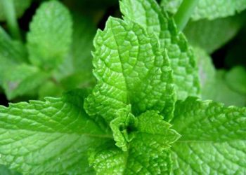 Bahan Bakar Terbarukan dari Daun Stevia