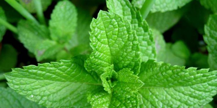 Bahan Bakar Terbarukan dari Daun Stevia